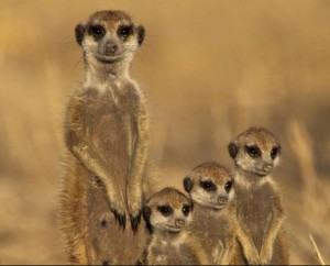 Meerkats